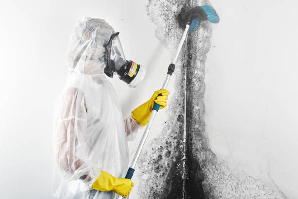 Best Mold-Related Health Consultation  in Athens, TX