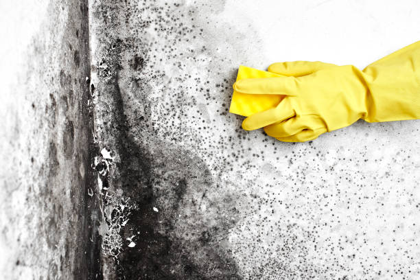 Best Environmental Consulting for Mold Prevention  in Athens, TX