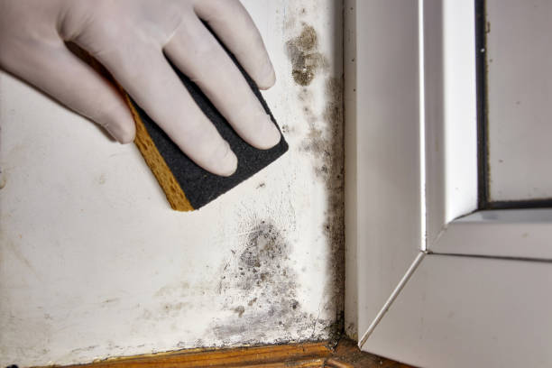 Mold Remediation for Vacation Homes in Athens, TX